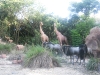 dscn0497