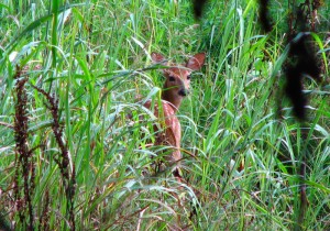 Baby deer living out back